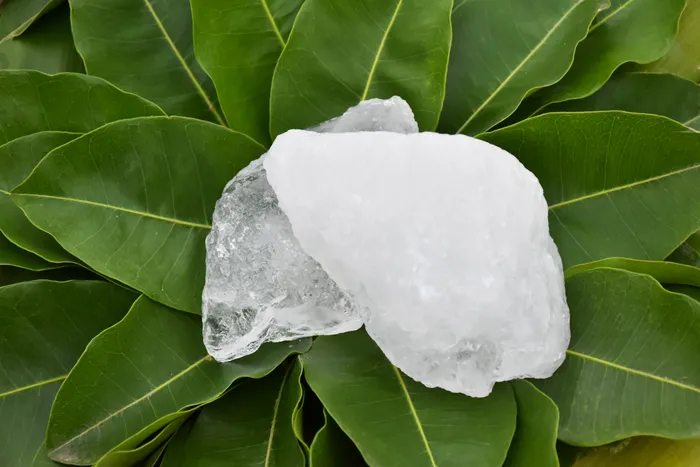 camphor